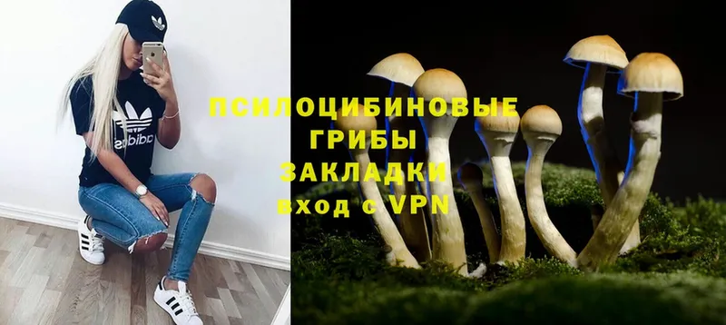 Псилоцибиновые грибы Cubensis  Камызяк 